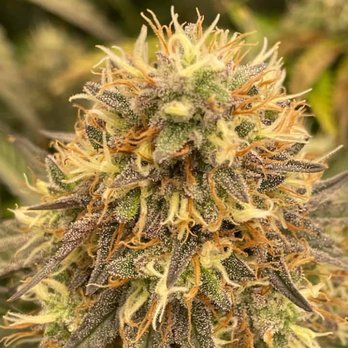 Organ Mountain Cannabis - Budz - Cannabis Dispensaries Near Me - Las Cruces, New Mexico Organ Mountain Cannabis - Budz - Cannabis Dispensaries Near Me - Las Cruces, New Mexico