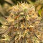 Organ Mountain Cannabis