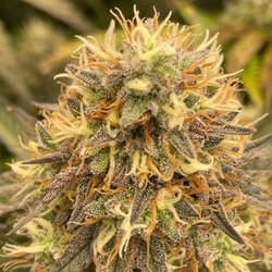 Budz