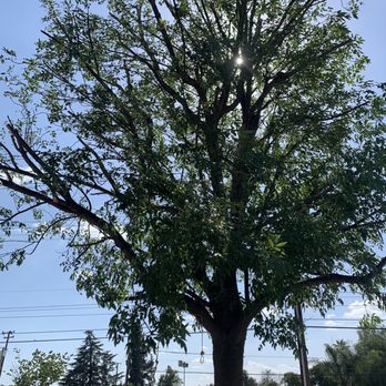 Melendez Tree Service - Tree Services Near Me - Corona, California Melendez Tree Service - Tree Services Near Me - Corona, California