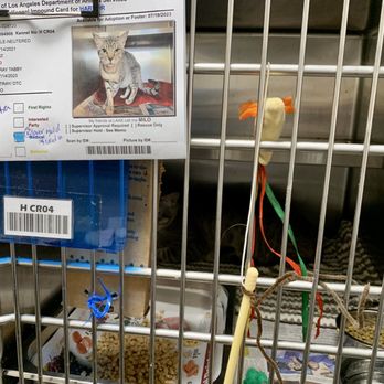 Harbor Animal Services Center - Milo (gray tabby cat) - Animal Shelters Near Me - San Pedro, California