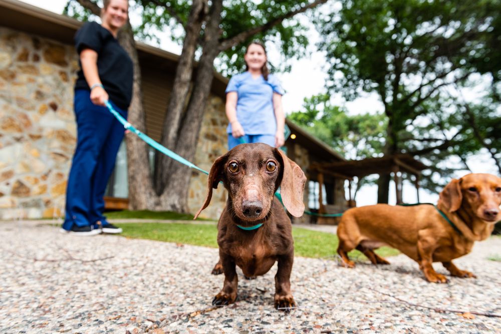 Minnesota Veterinary Hospital - pet boarding facility in Shoreview, MN