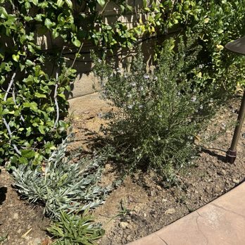 Moon Valley Nurseries - Plants that are doing well. - Nurseries & Gardening Near Me - Fillmore, California Moon Valley Nurseries - Plants that are doing well. - Nurseries & Gardening Near Me - Fillmore, California