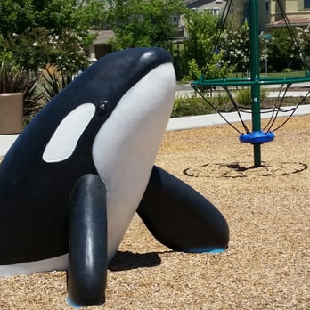 Island Park - Killer Whale - Parks Near Me - Elk Grove, California Island Park - Killer Whale - Parks Near Me - Elk Grove, California