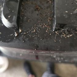 Harbor Oaks Apartments - Roaches and roach feces.