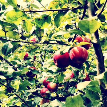 Whistling Well Farm - Beautiful honey crisp apples - Fruits & Veggies Near Me - Hastings, Minnesota Whistling Well Farm - Beautiful honey crisp apples - Fruits & Veggies Near Me - Hastings, Minnesota