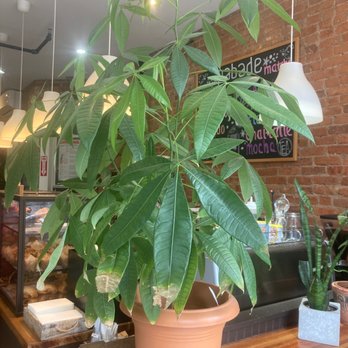 Pabade Cafe and Bakery - Coffee & Tea Near Me - New York, New York Pabade Cafe and Bakery - Coffee & Tea Near Me - New York, New York