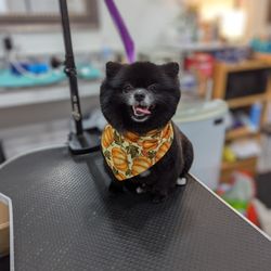 Allendale Pet Groomery
