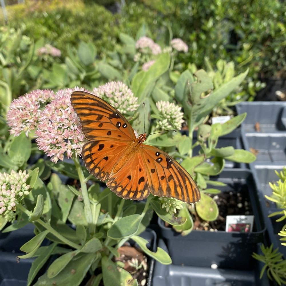 Flower Nursery In Dothan Al Best Flower Site