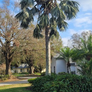 Breidenbach Tree Service of Central Florida - Bismarck Palm that was cut down for us. - Tree Services Near Me - Polk City, Florida