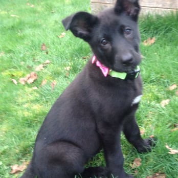 PetSmart - Kinsy - Pet Groomers Near Me - Lakewood, Washington PetSmart - Kinsy - Pet Groomers Near Me - Lakewood, Washington