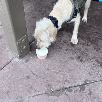 Beary Bliss - a dog drinking from a cup - Ice Cream & Frozen Yogurt Near Me - Big Bear Lake, California Beary Bliss - a dog drinking from a cup - Ice Cream & Frozen Yogurt Near Me - Big Bear Lake, California