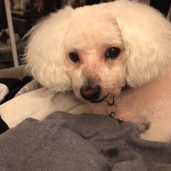 Doggie Spa - Pet Groomers Near Me - Corona, California Doggie Spa - Pet Groomers Near Me - Corona, California
