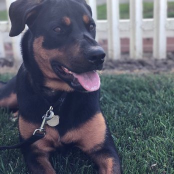 2nd Chances Rescue - Penny! - Pet Adoption Near Me - Norco, California 2nd Chances Rescue - Penny! - Pet Adoption Near Me - Norco, California