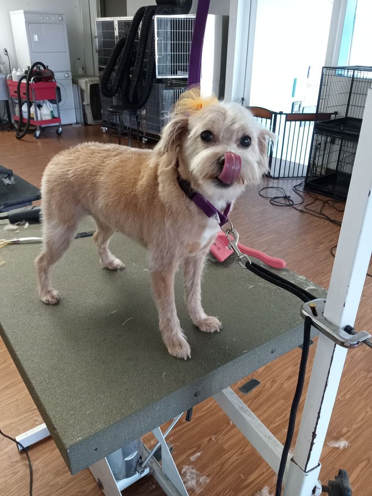 DOG SPAW 1125 Roosevelt Ave E, Enumclaw, Washington Pet Groomers