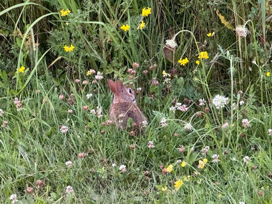 Rouge National Urban Park by null