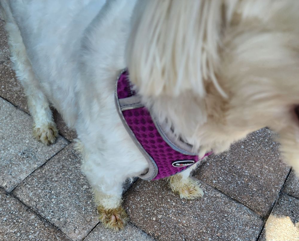 CUDDLE BUGS PET RESORT Updated September 2024 21 Photos & 18