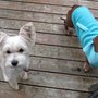 Lilly Pad Pet Sitting