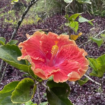 Oahu Nature Tours - Waimea Arboretum - Tours Near Me - Honolulu, Hawaii
