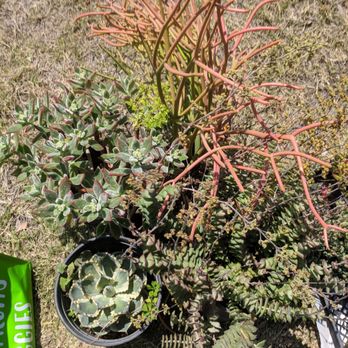 A & R Nursery - Price is based on pot size, not the type...scored a beautiful agave! Full pots!! - Nurseries & Gardening Near Me - Rosemead, California