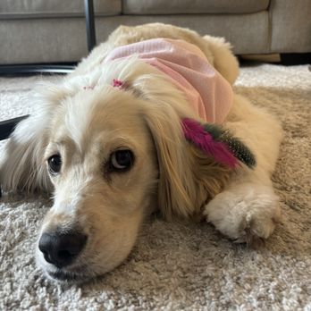 Playtime Pup Ranch - Dog Walkers Near Me - Des Plaines, Illinois