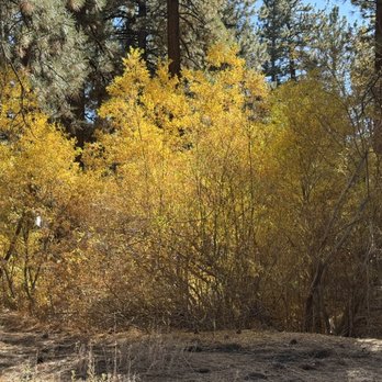 Rathbun Creek Trail - Willow with fall colors - Hiking Near Me - Big Bear Lake, California Rathbun Creek Trail - Willow with fall colors - Hiking Near Me - Big Bear Lake, California