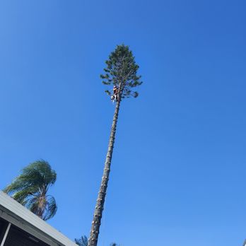 ALPHA Tree Care Company - Tree Services Near Me ALPHA Tree Care Company - Tree Services Near Me