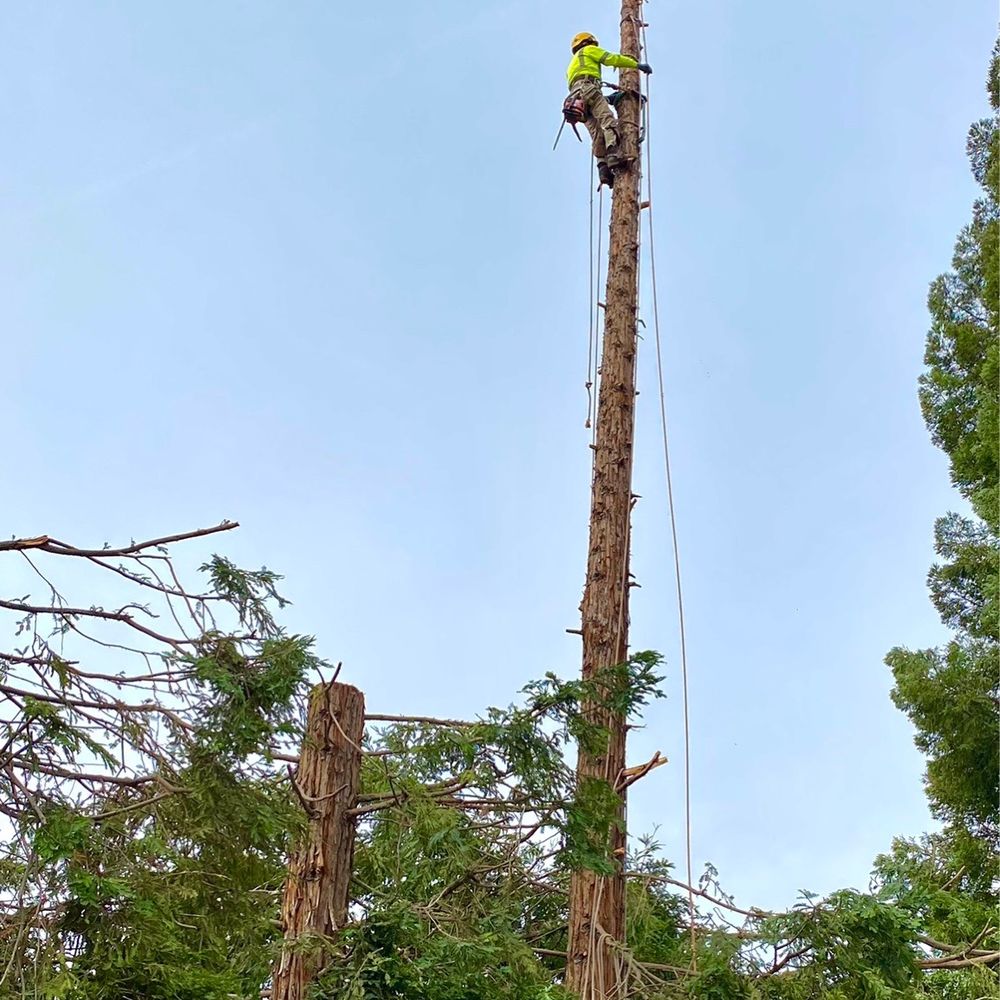 Arbor Evergreen - Tree Services Near Me Arbor Evergreen - Tree Services Near Me
