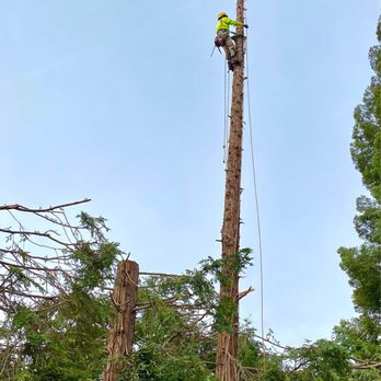 Arbor Evergreen - Tree Services Near Me Arbor Evergreen - Tree Services Near Me