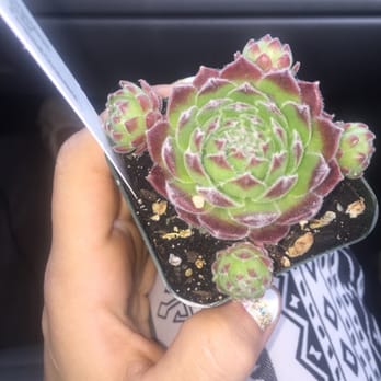 Salem Public Market - Sempervivum hester succulent - Public Markets Near Me - Salem, Oregon