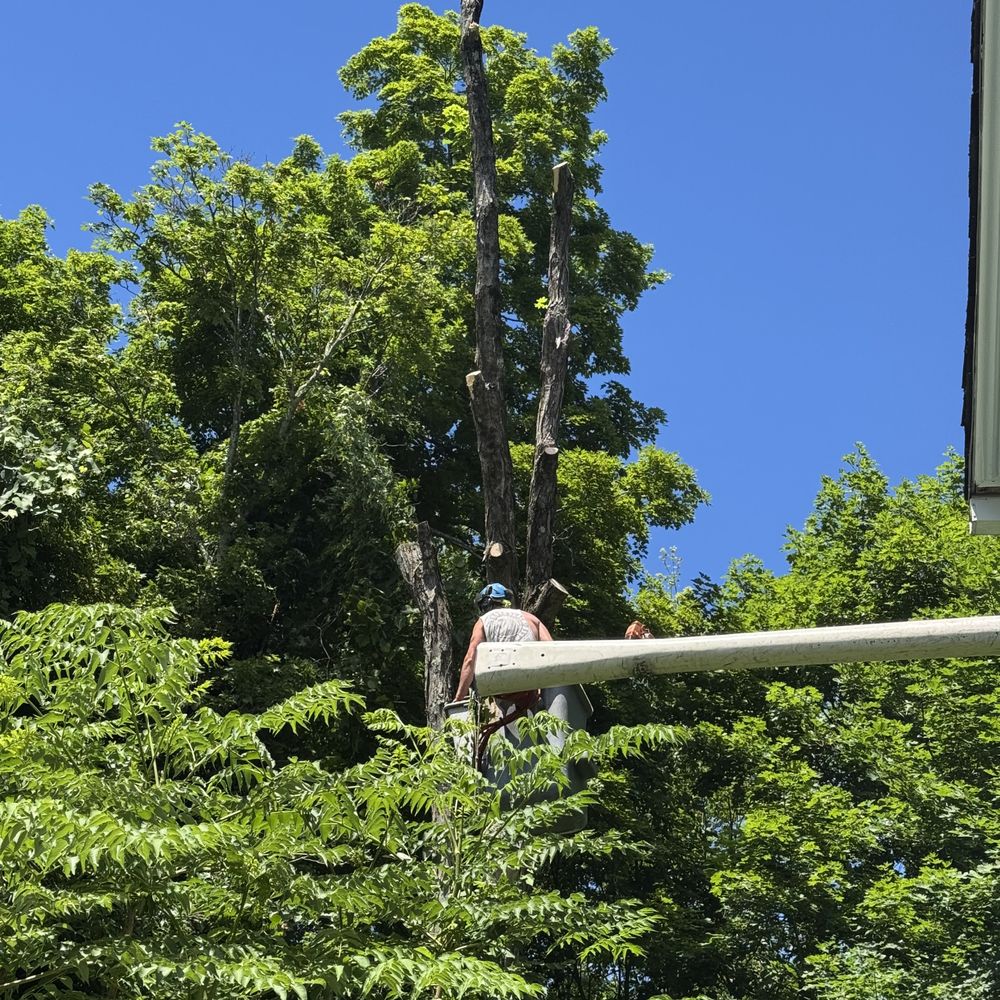 A-1 Tree Service - Working on the big old maple tree. - Tree Services Near Me - Thomaston, Connecticut