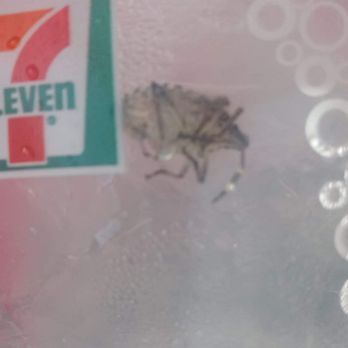 7-Eleven - Stinker bug - Convenience Stores Near Me - Winfield, Illinois