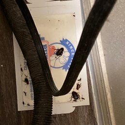 BUG TRAP #2 AFTER A WEEK BUG TRAP #2 AFTER A WEEK