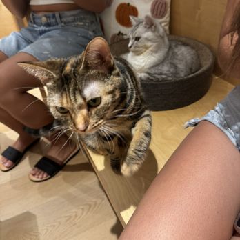 Cat Café MOFF - Themed Cafes Near Me - Honolulu, Hawaii Cat Café MOFF - Themed Cafes Near Me - Honolulu, Hawaii