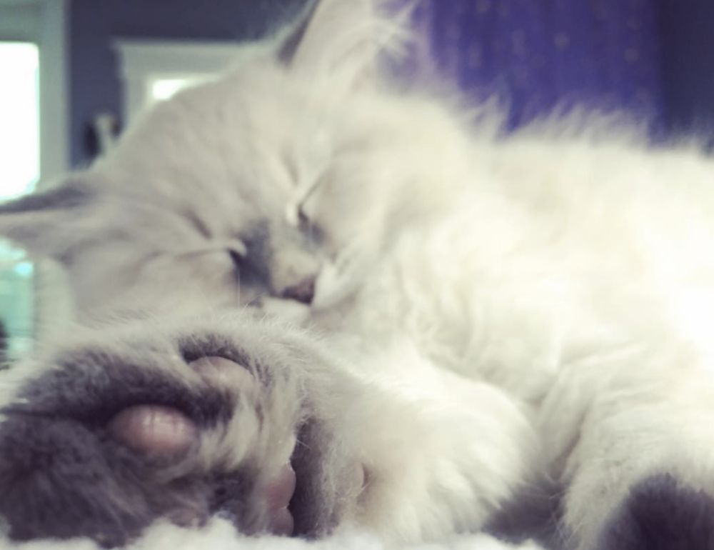 On Call Pet Service - pet boarding facility in Brookline, MA
