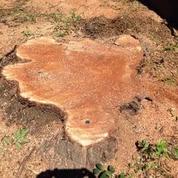 Hardy's Tree Service - Massive Brazilian Pepper Tree Stump