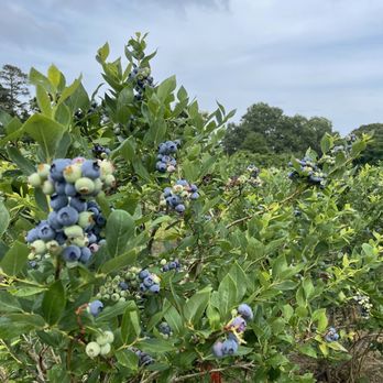 RFP Nursery Lanoka Harbor - Blueberry bushes! - Farmers Market Near Me - Lanoka Harbor, New Jersey