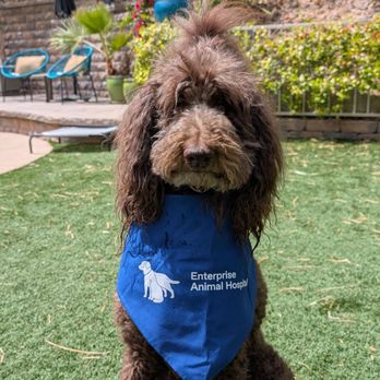 Enterprise Animal Hospital - Lenny loves Enterprise Animal Hospital - Veterinarians Near Me - Enterprise, Nevada Enterprise Animal Hospital - Lenny loves Enterprise Animal Hospital - Veterinarians Near Me - Enterprise, Nevada