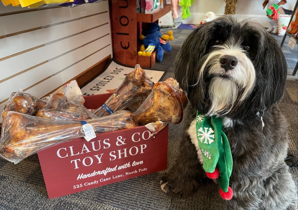 Pups of Lewes Image