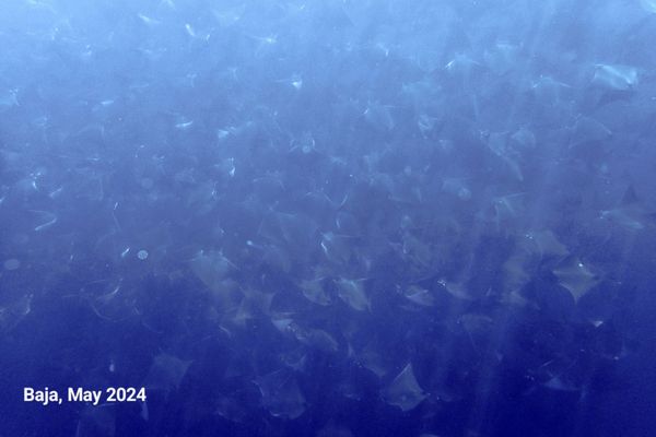 Dive Ninja Expeditions by null
