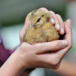 Camp Farley - Caring for animals at the barn.
