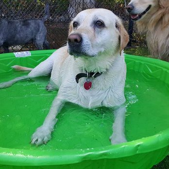 Pet Pals - Pet Sitting Near Me - Woburn, Massachusetts