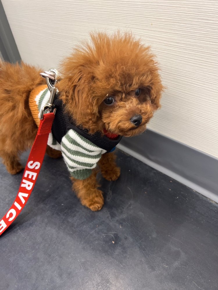 ALL THE BEST PET CARE Updated August 2024 41 Photos & 88 Reviews