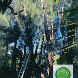 Javi's Tree Service