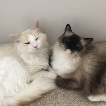 Cat Sitting by Susan - Pet Sitting Near Me - Falls Church, Virginia Cat Sitting by Susan - Pet Sitting Near Me - Falls Church, Virginia
