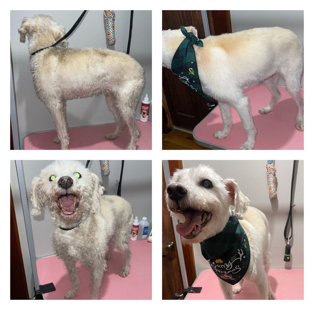 WIGGLE BUTT PET CARE Updated June 2024 14 Photos Rockaway, New