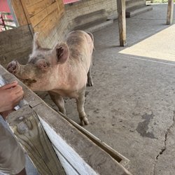 Pig waiting for food