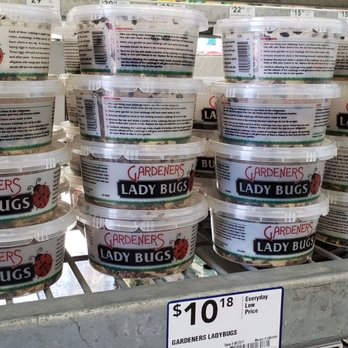 Lowe's Home Improvement - Lady bugs for sale - Hardware Stores Near Me - Las Vegas, Nevada Lowe's Home Improvement - Lady bugs for sale - Hardware Stores Near Me - Las Vegas, Nevada