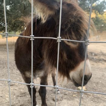 Z Ranch - Mini donkey - Vacation Rentals Near Me - Templeton, California Z Ranch - Mini donkey - Vacation Rentals Near Me - Templeton, California