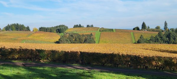 Knudsen Vineyards by null